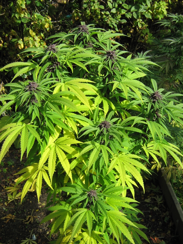 An image of Kushy Indica