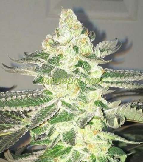 An image of Snow Queen Automatic
