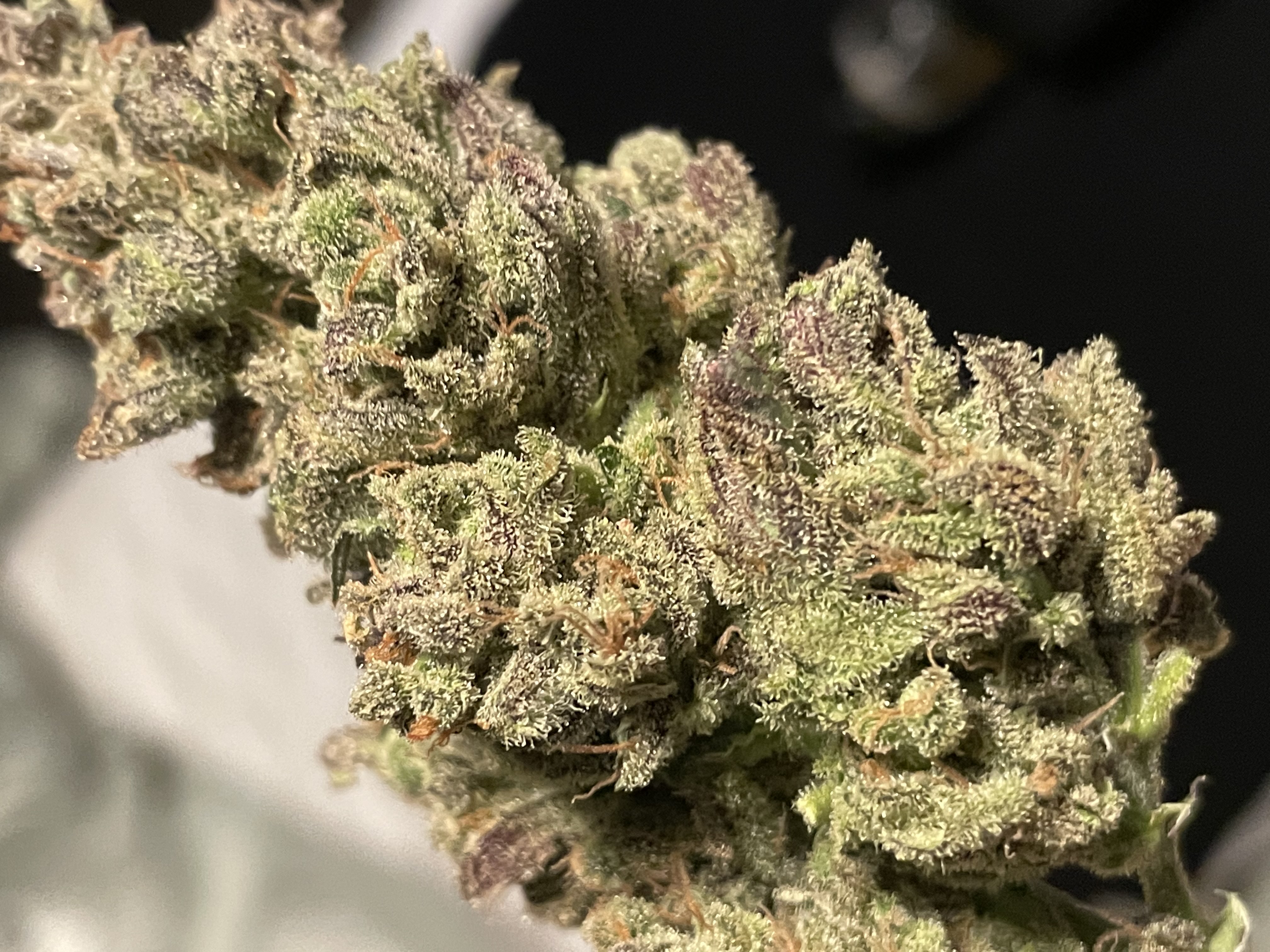 An image of Tropical Monkey Bubba