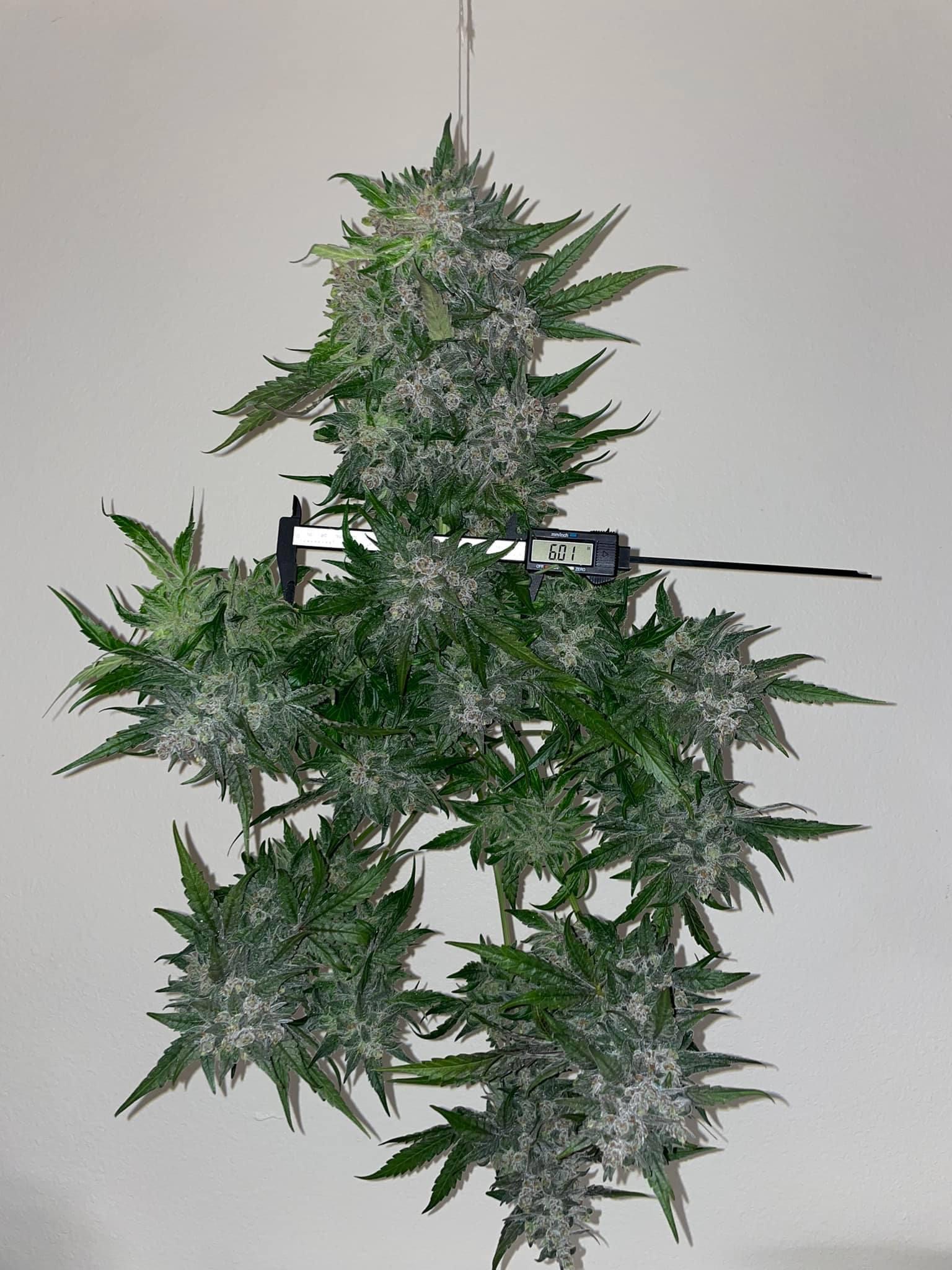 An image of Veteran OG