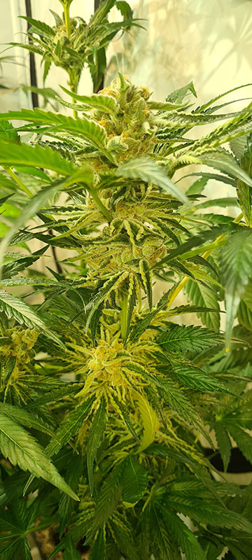 Juicy Drop'Z (Zmoothiez) :: Cannabis Strain Info