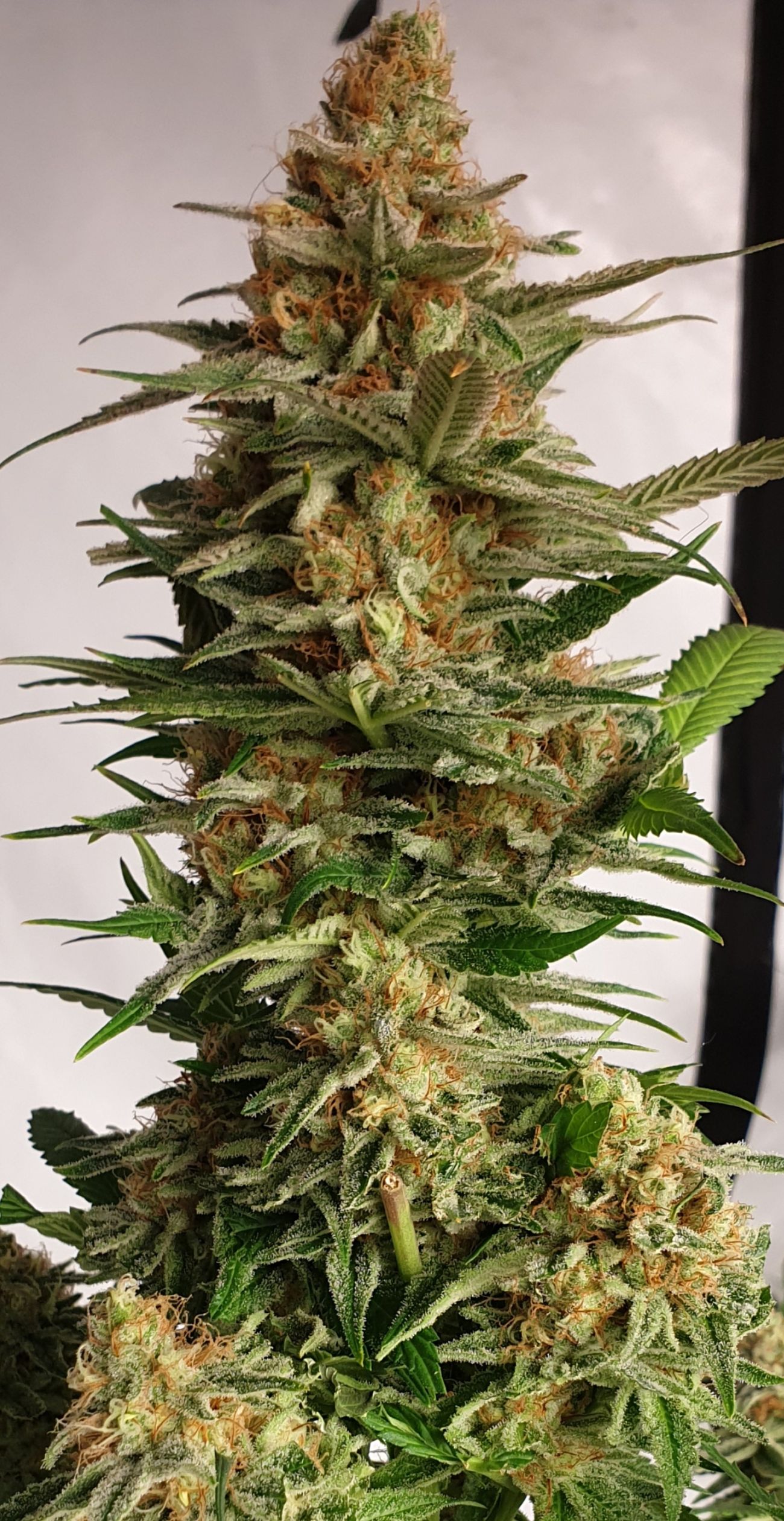 An image of Strawberry Nectar