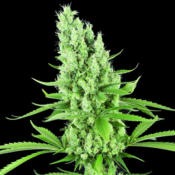 An image of Amnesia Auto