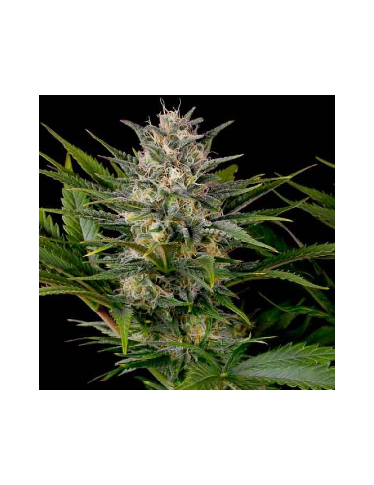 An image of Blackdog OG