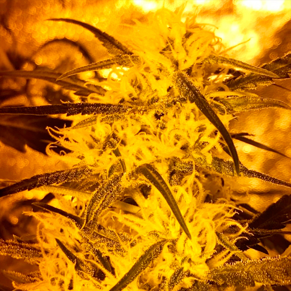 An image of Lion Haze