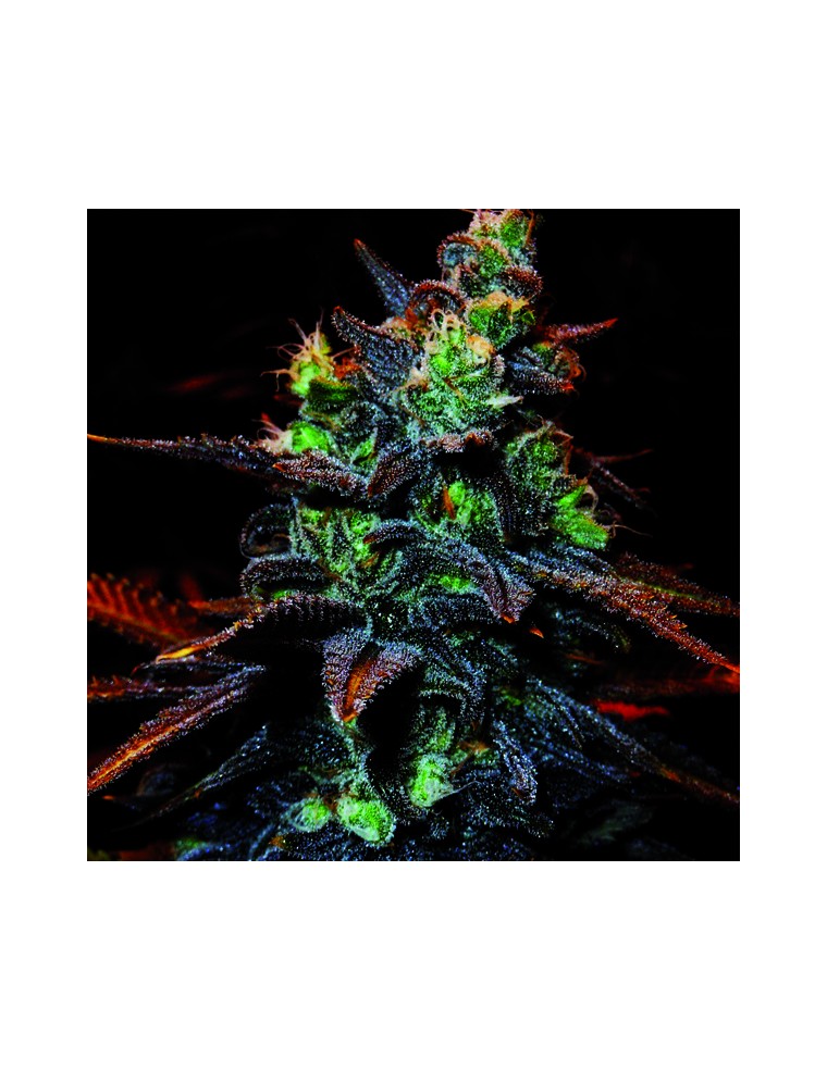 An image of Shiskaberry