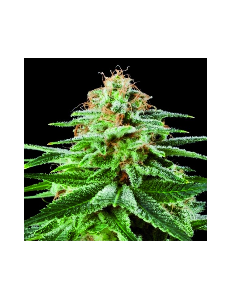 An image of White Widow