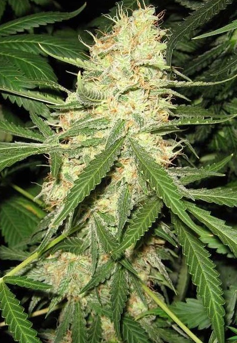 An image of Ambrosia Skunk F2