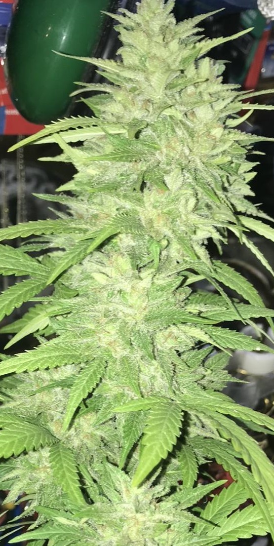 An image of Double Sour Lime F3