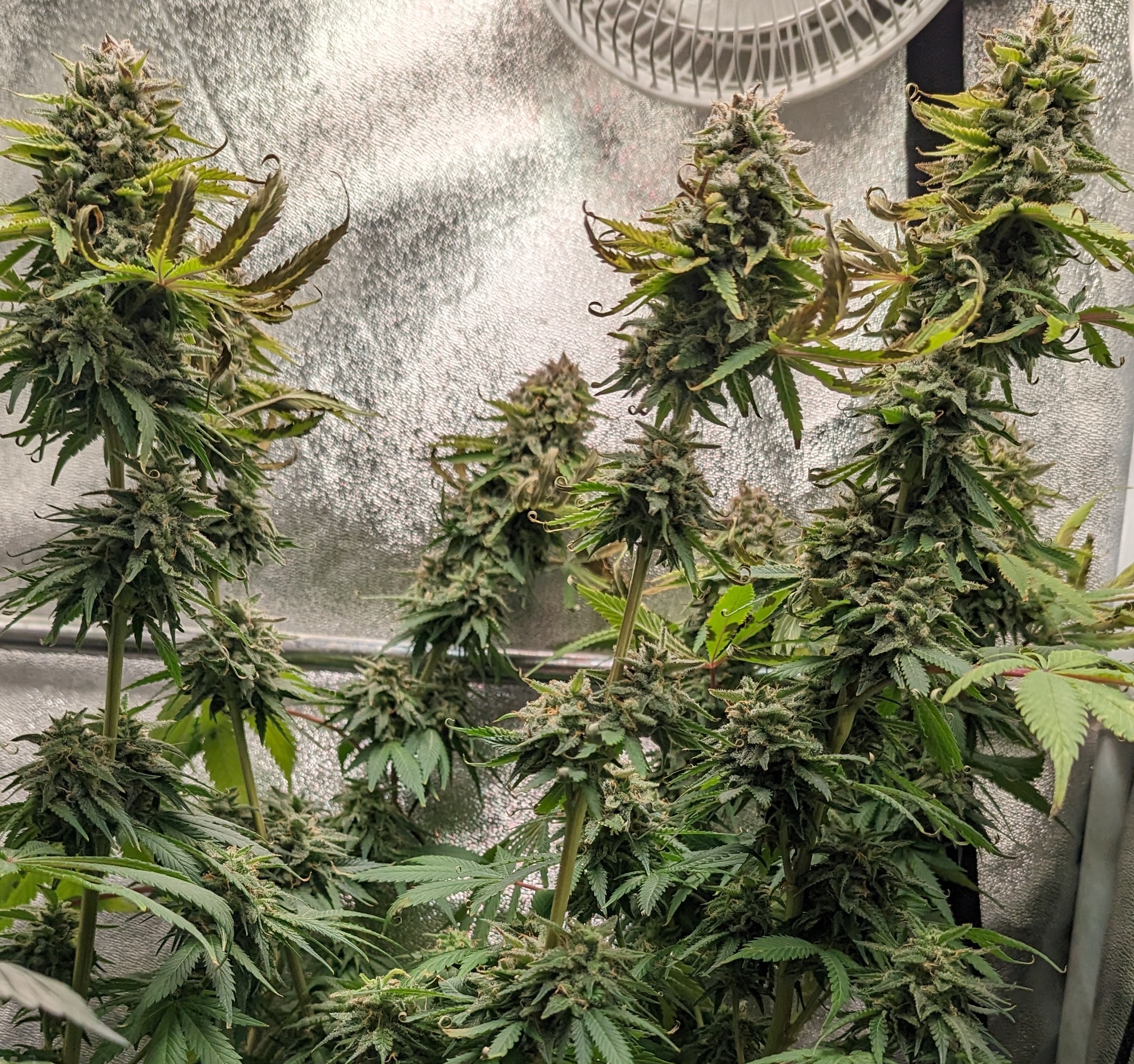 An image of Sour Ghost Face Haze