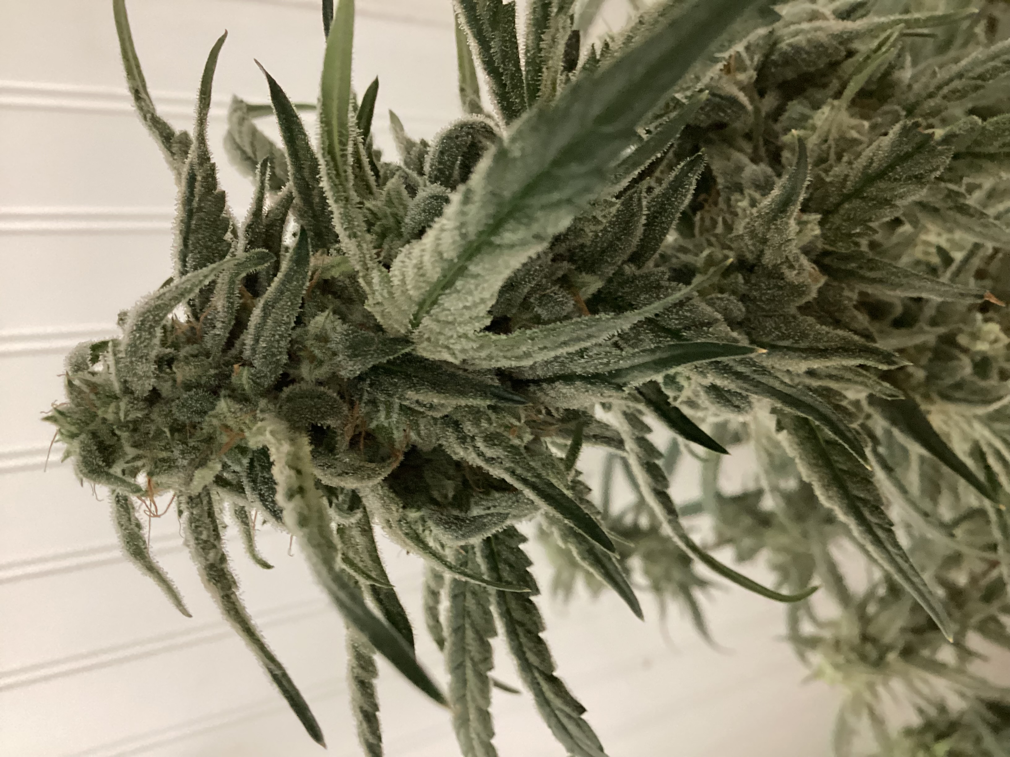 An image of Sleestack x Roadkill Skunk
