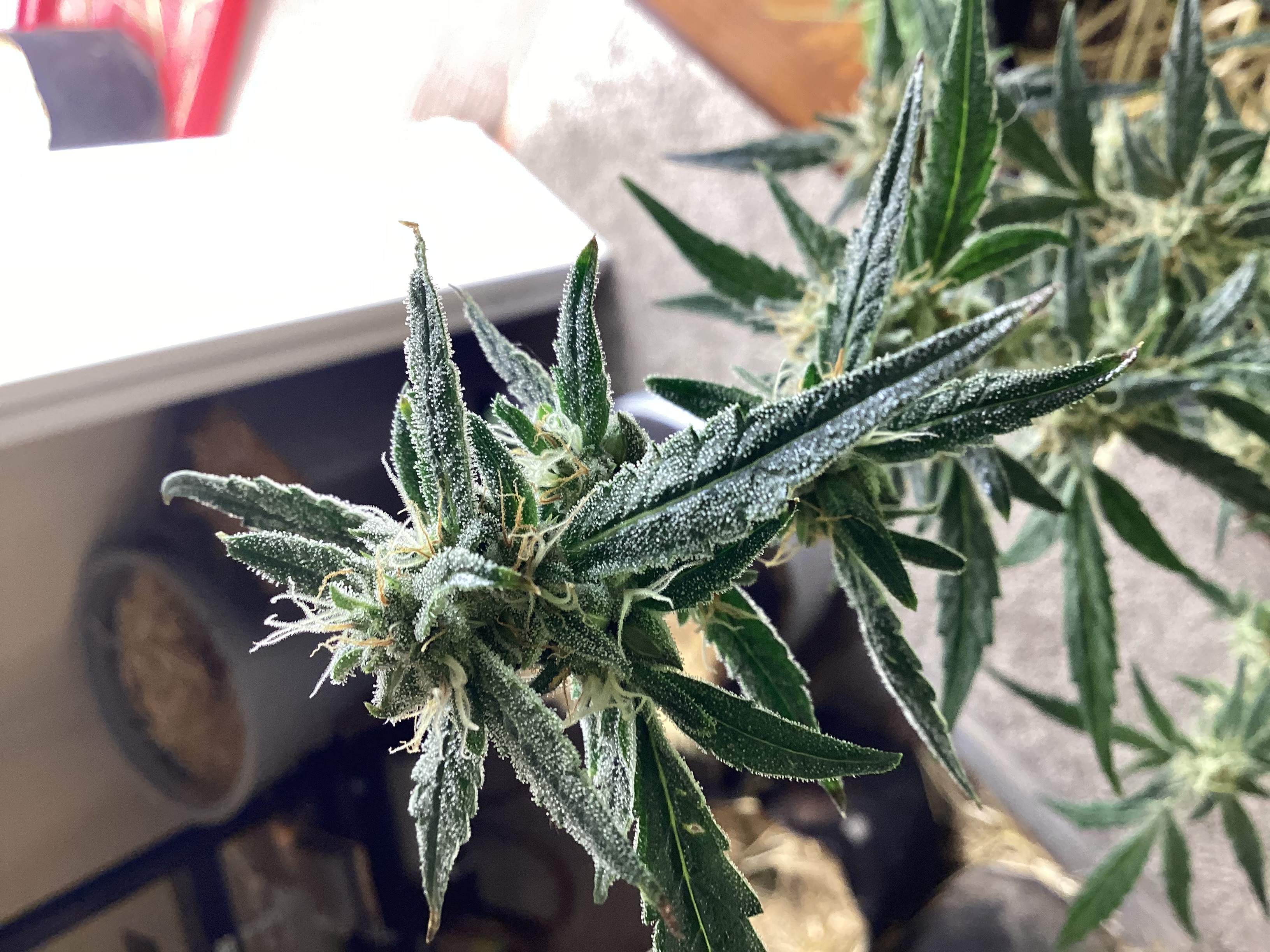 An image of Gross Kush