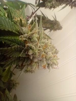 An image of Sour Apple Fritter