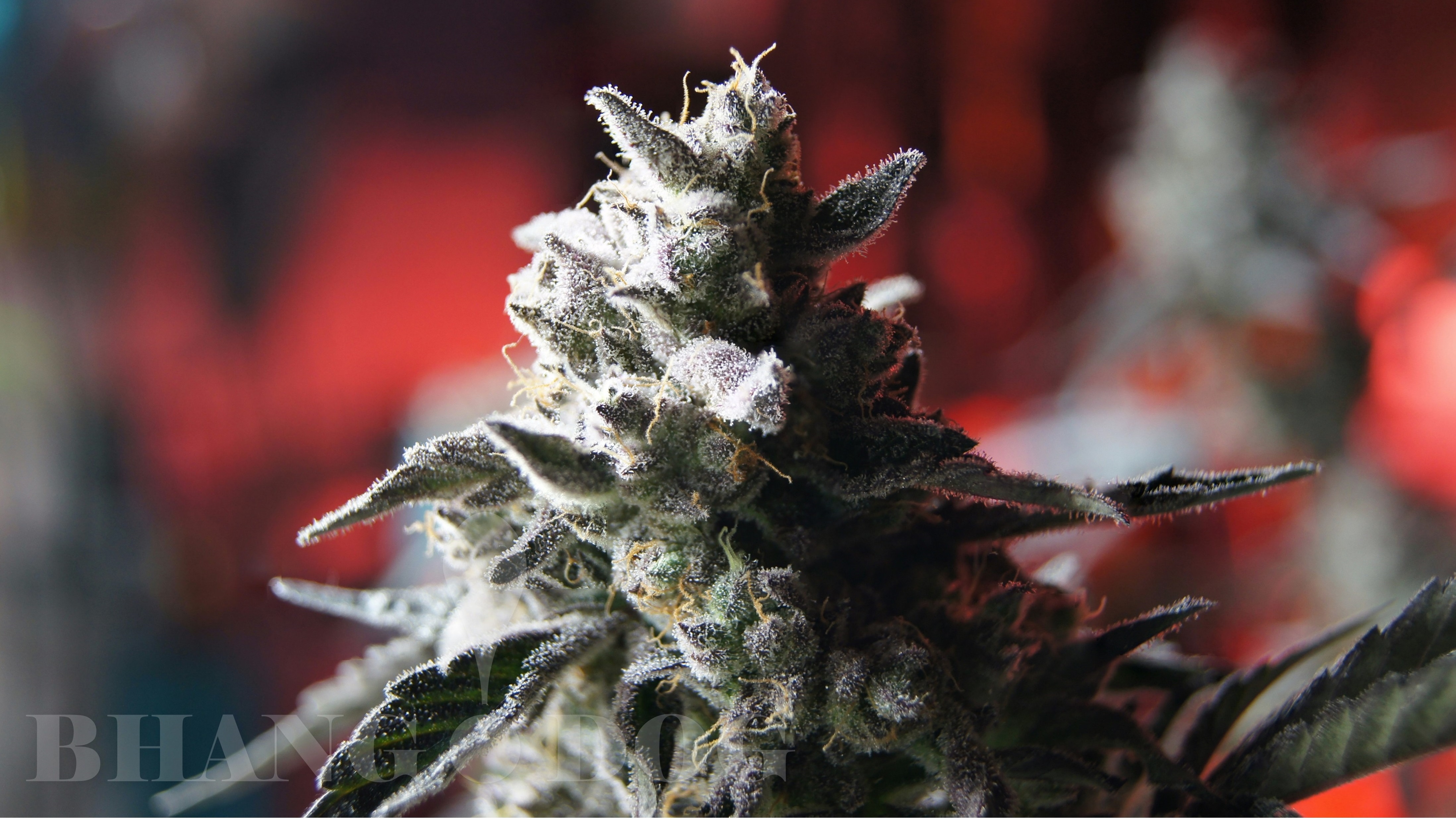 An image of Boof Berries