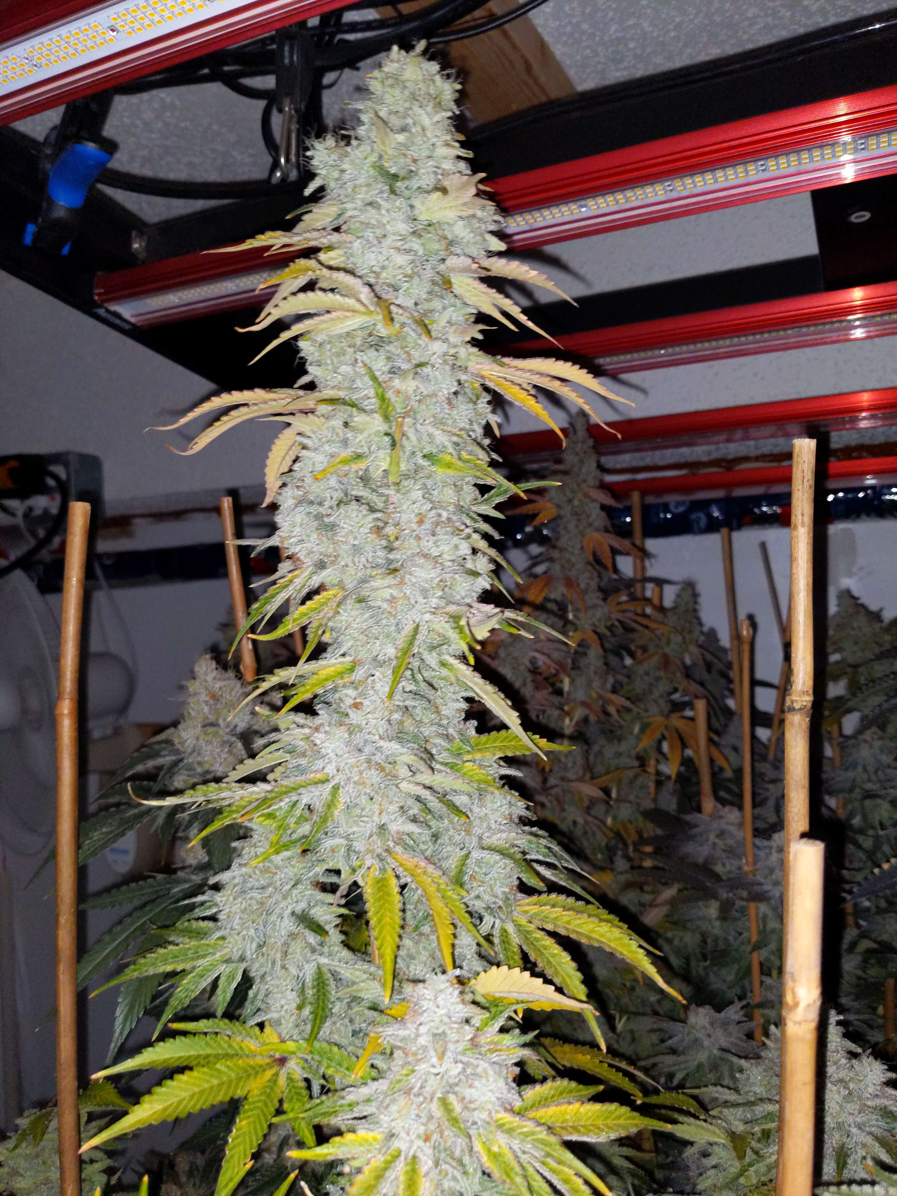 An image of Texas Glue
