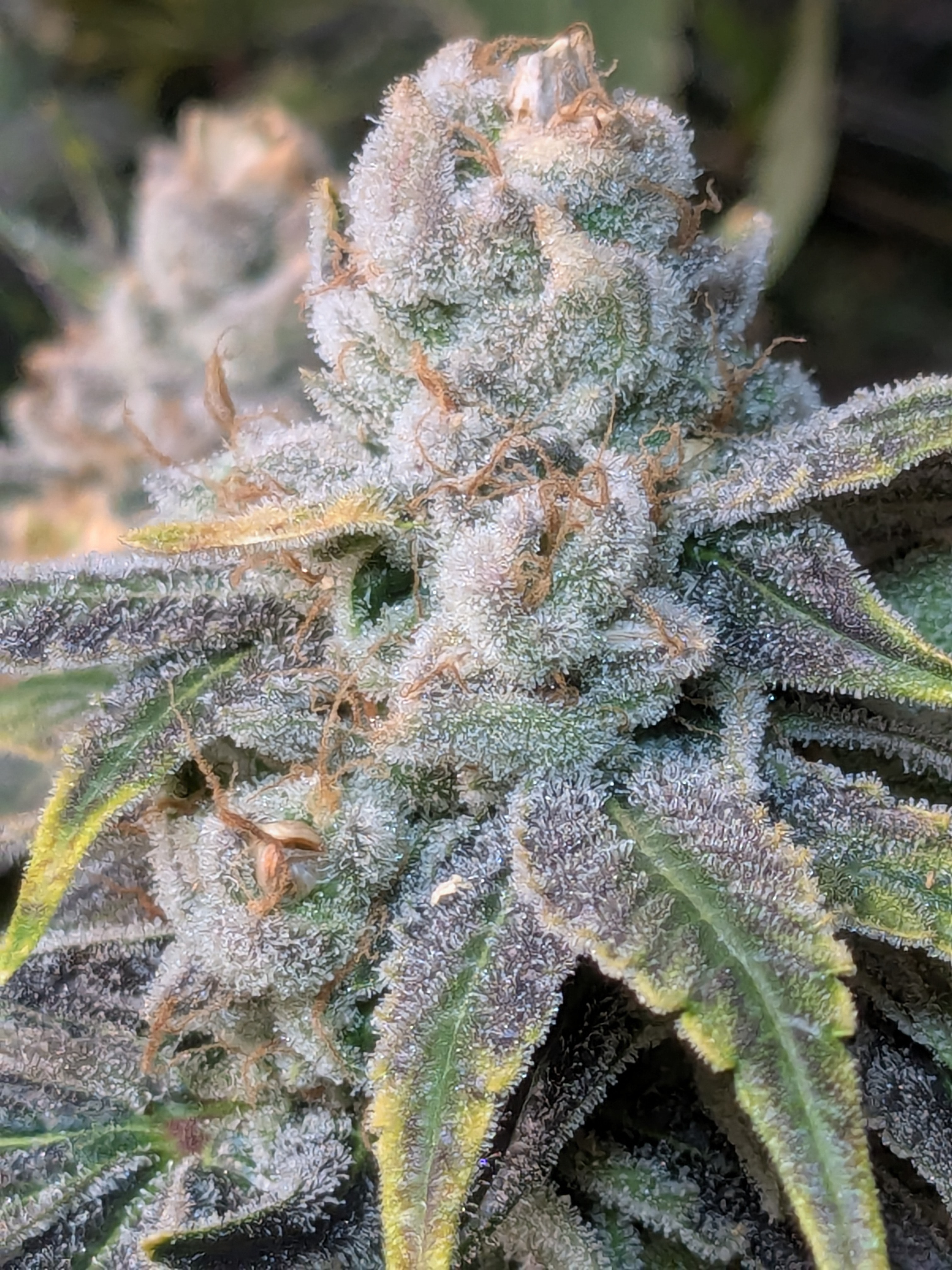 An image of Triangle Cookies S1