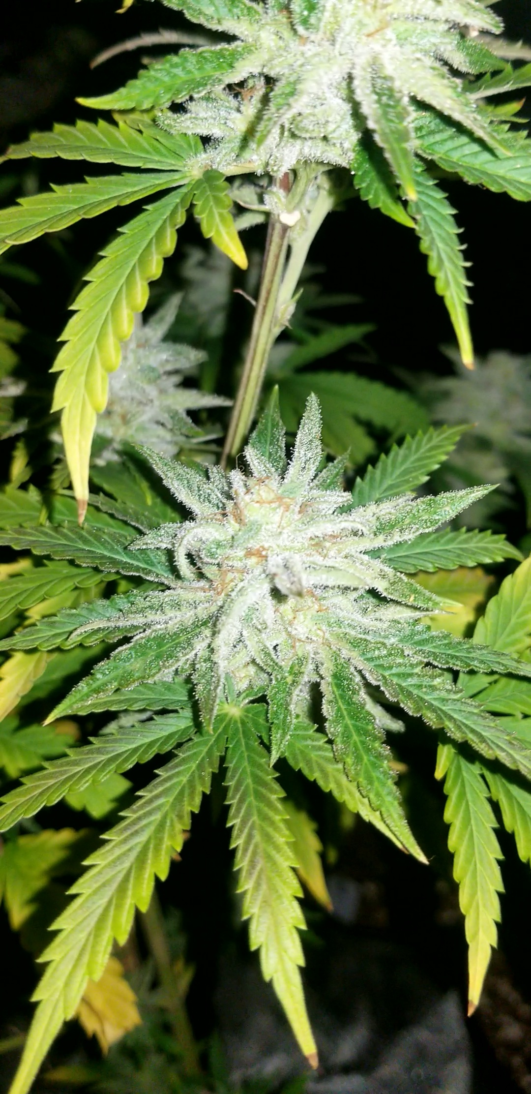 An image of Oklahoma Crack V2