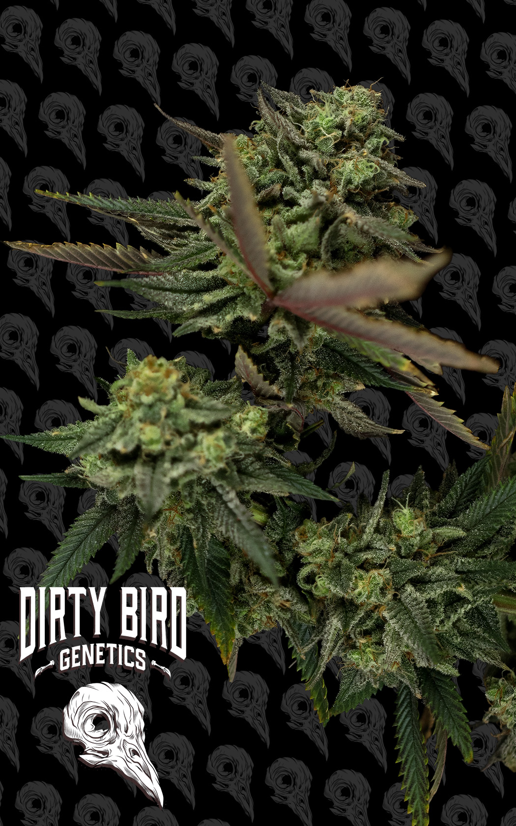 An image of Sour Lime Haze