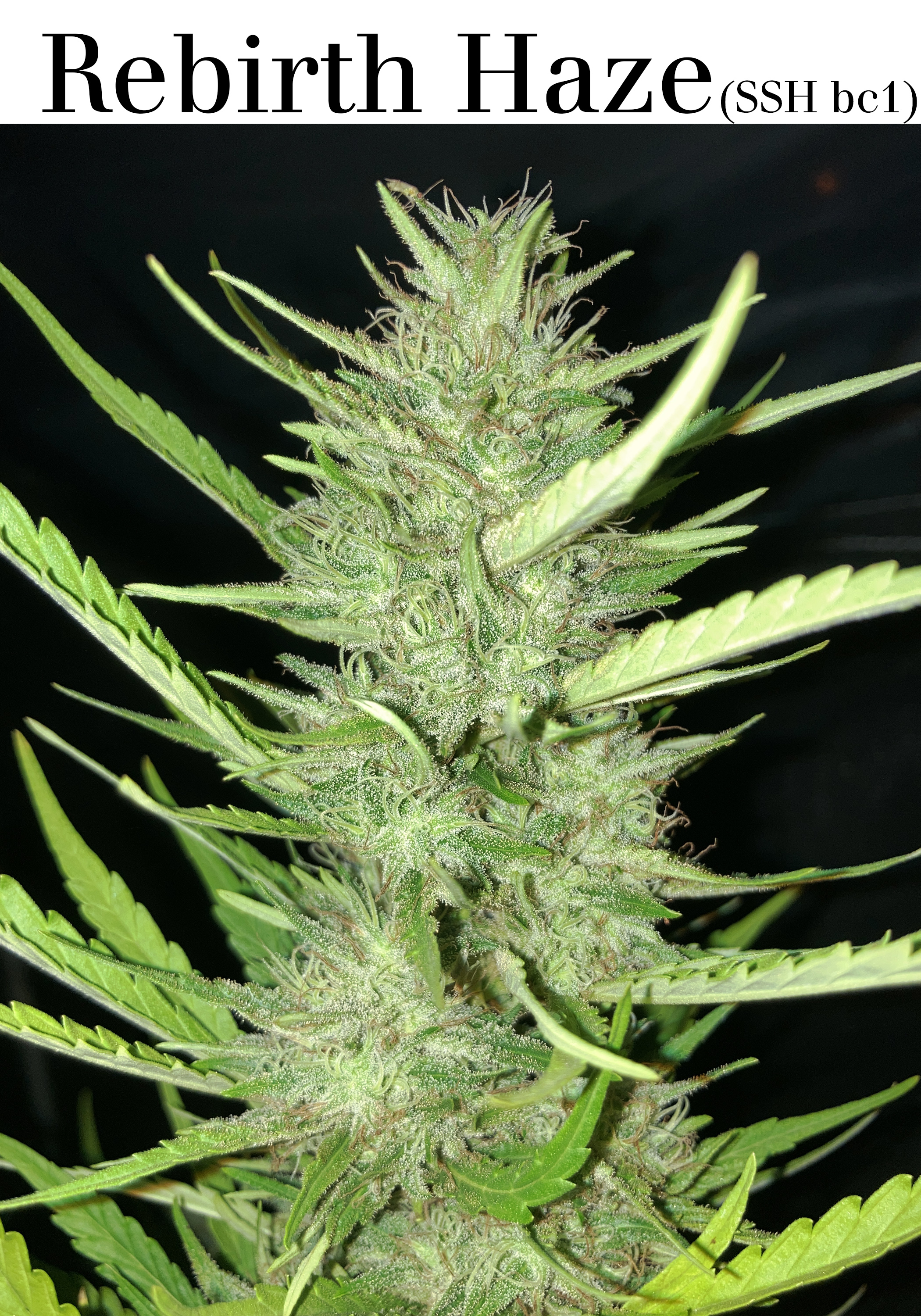An image of Rebirth Haze