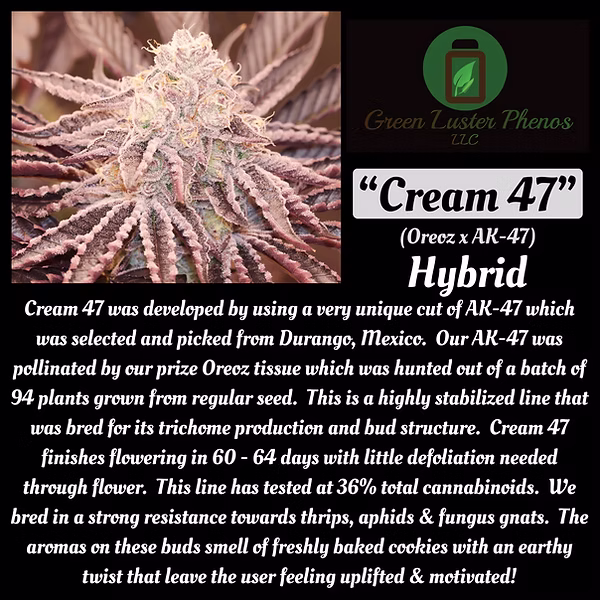An image of Cream 47