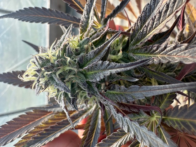 An image of Cooper Grape