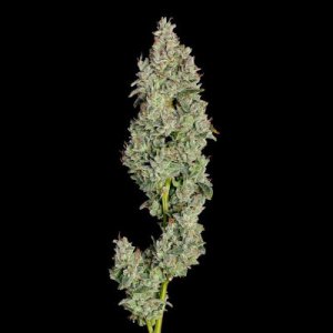An image of Pineapple Daddy Auto