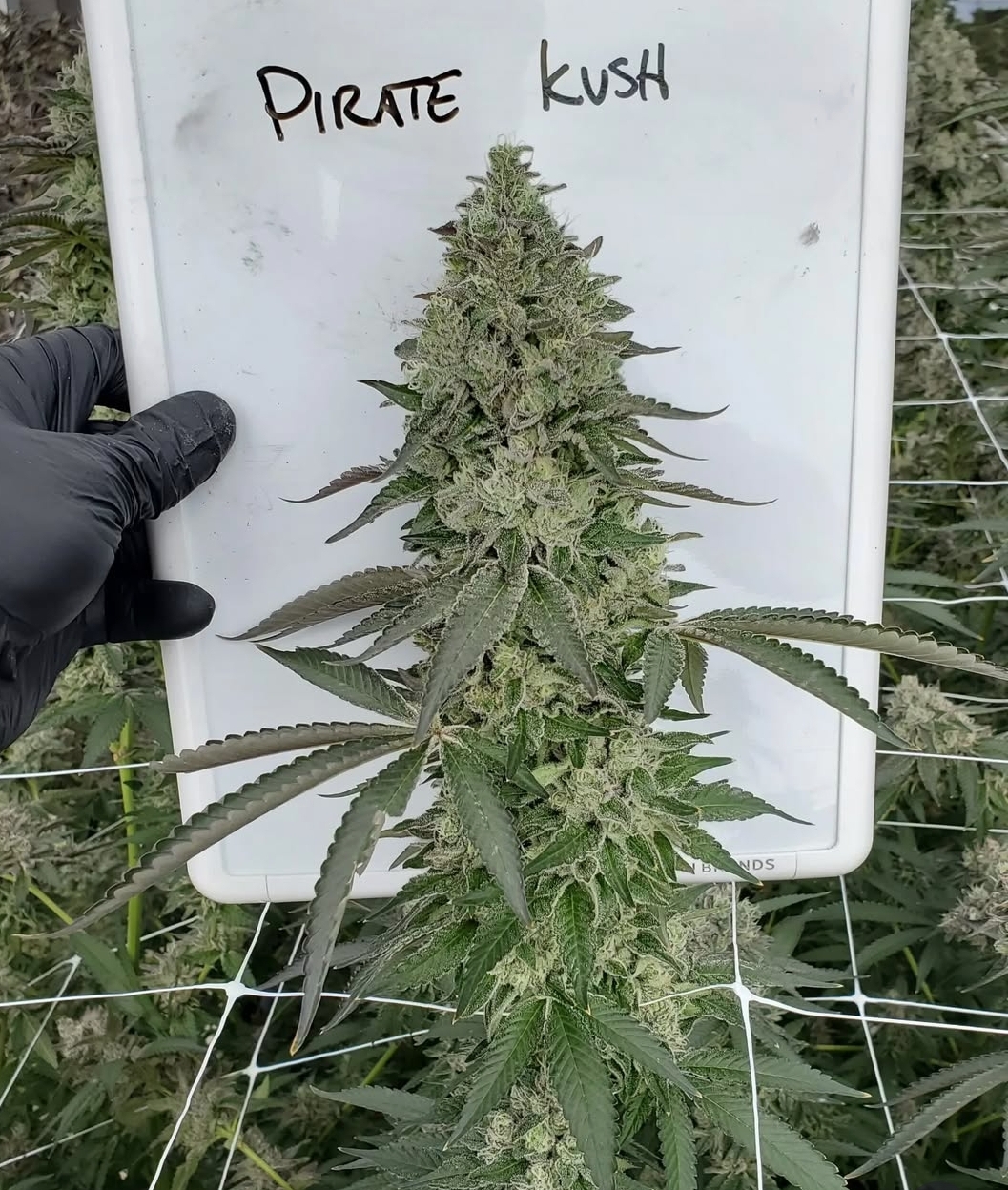 An image of Pirate Kush