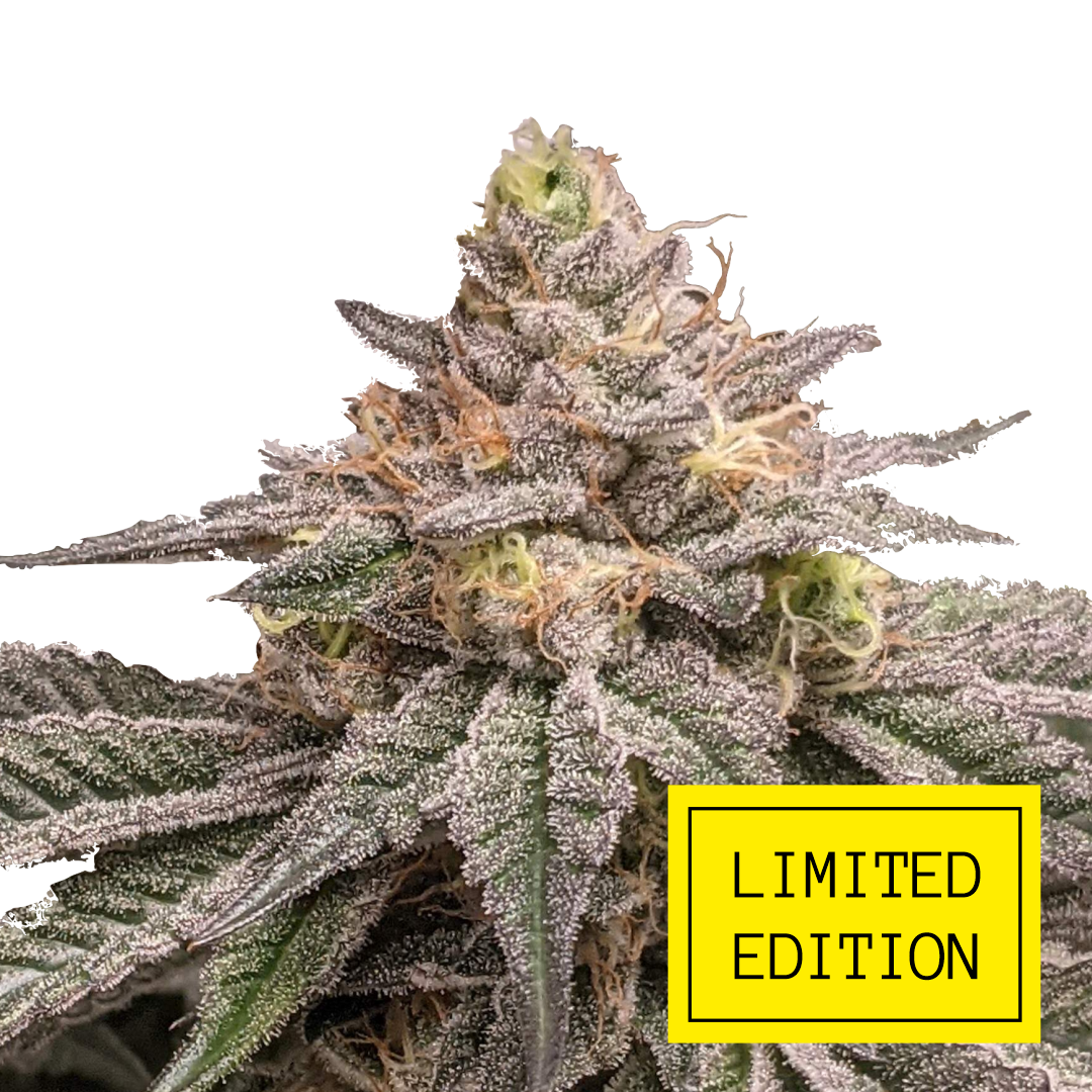 An image of True Cookies OG