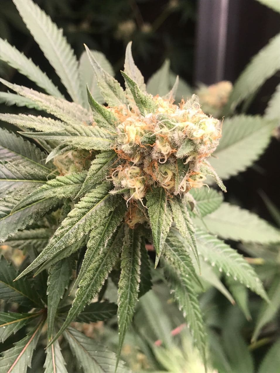 An image of Sour Chocodiesel