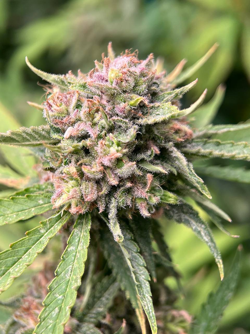 An image of Sour Bluez