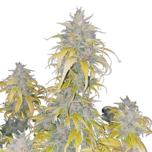 An image of Auto White Devotchka