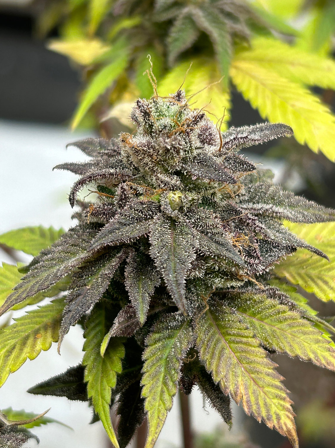 An image of F631