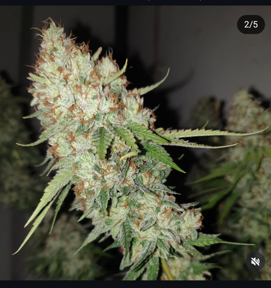 An image of Jay-Jay-Chem