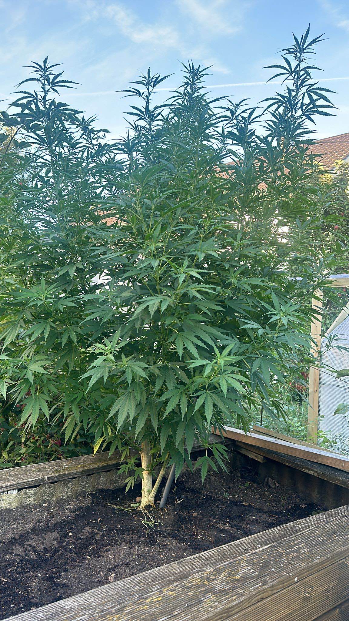 An image of Lemon Skunk