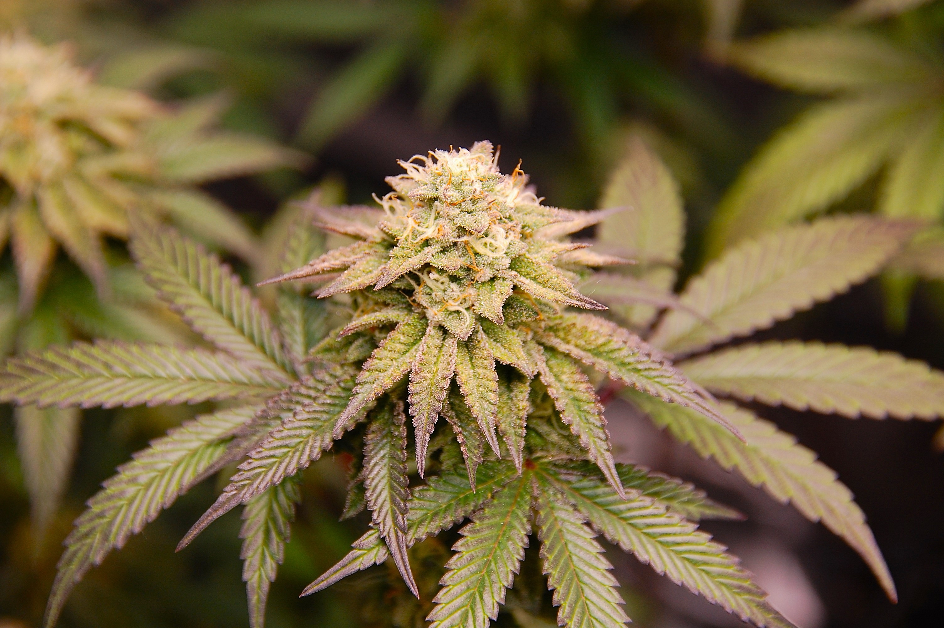 An image of Phanta OG