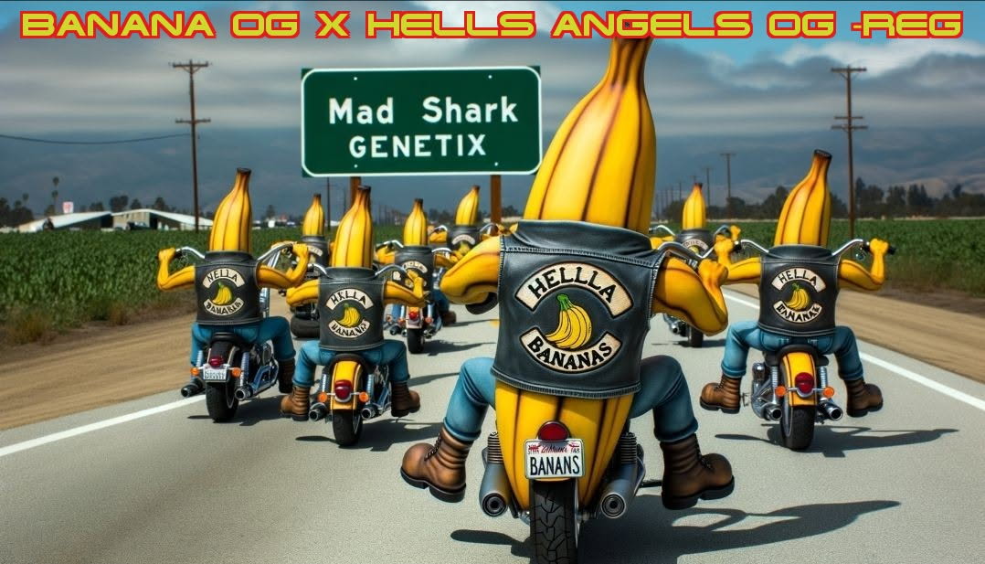 An image of Hella Bananas