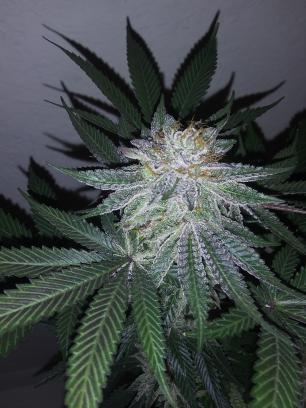 An image of Bubba Kush x Chocolate Rain