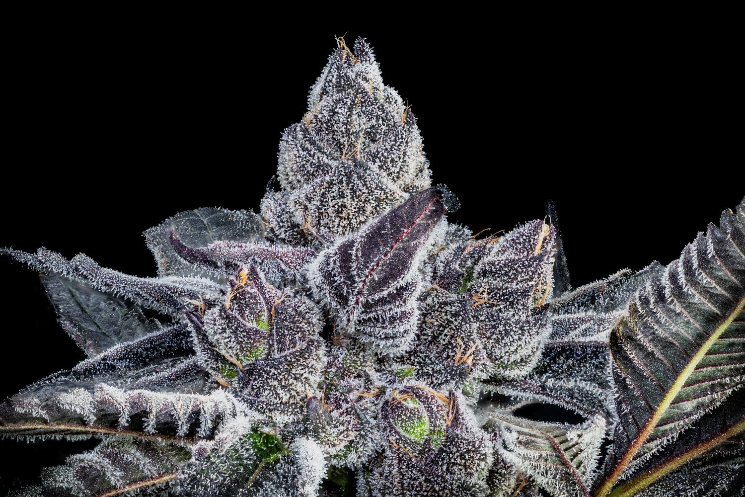 An image of Purple Panties