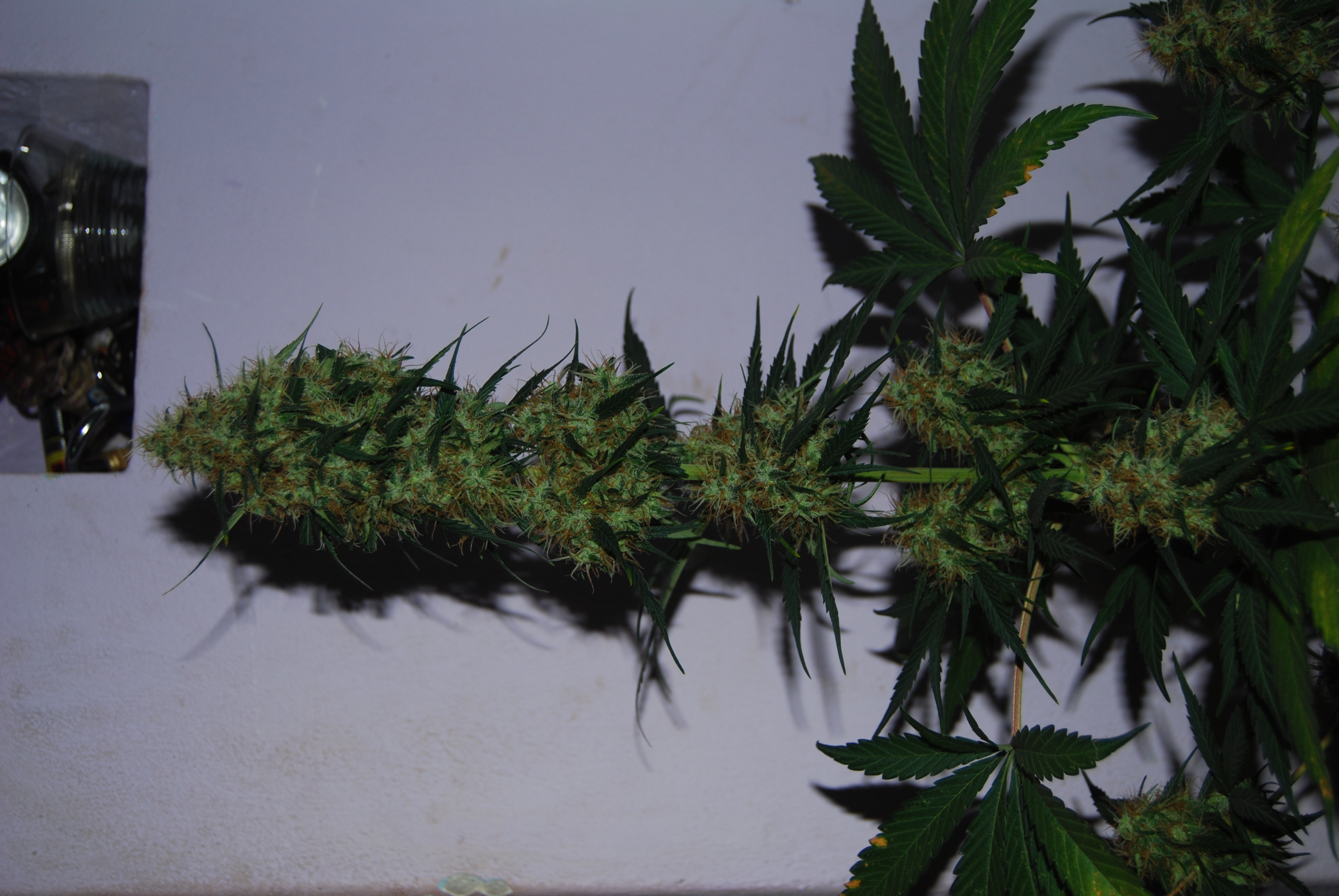 An image of White Widow x Oldtimer's Haze