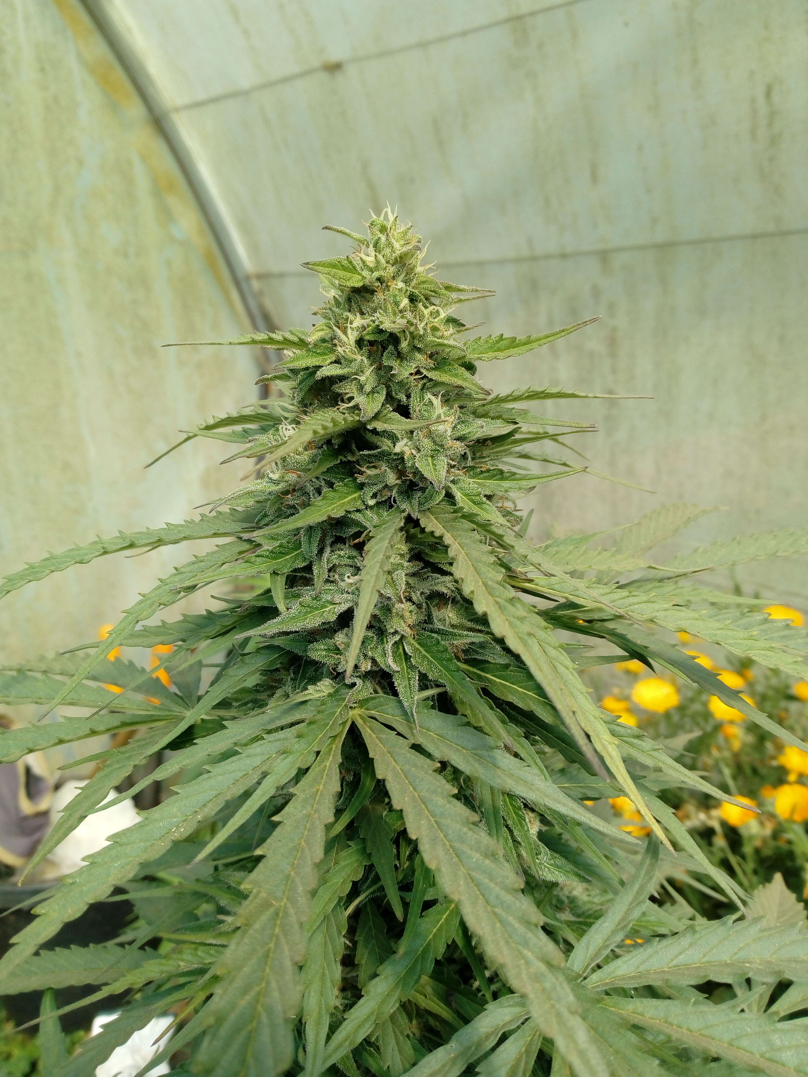 An image of Northen Lights x Ak47