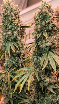 An image of Loud Fruit 