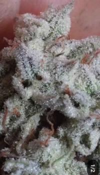 An image of Frozen Butter Cookies F2 