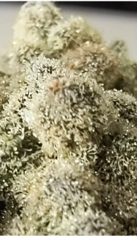 An image of Frosted Sugar Bombs