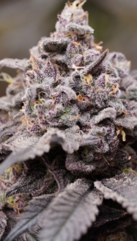 An image of Purple Marker 