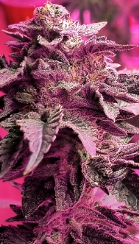 An image of Nwka Purple 