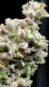 An image of Ghoul Fuel 