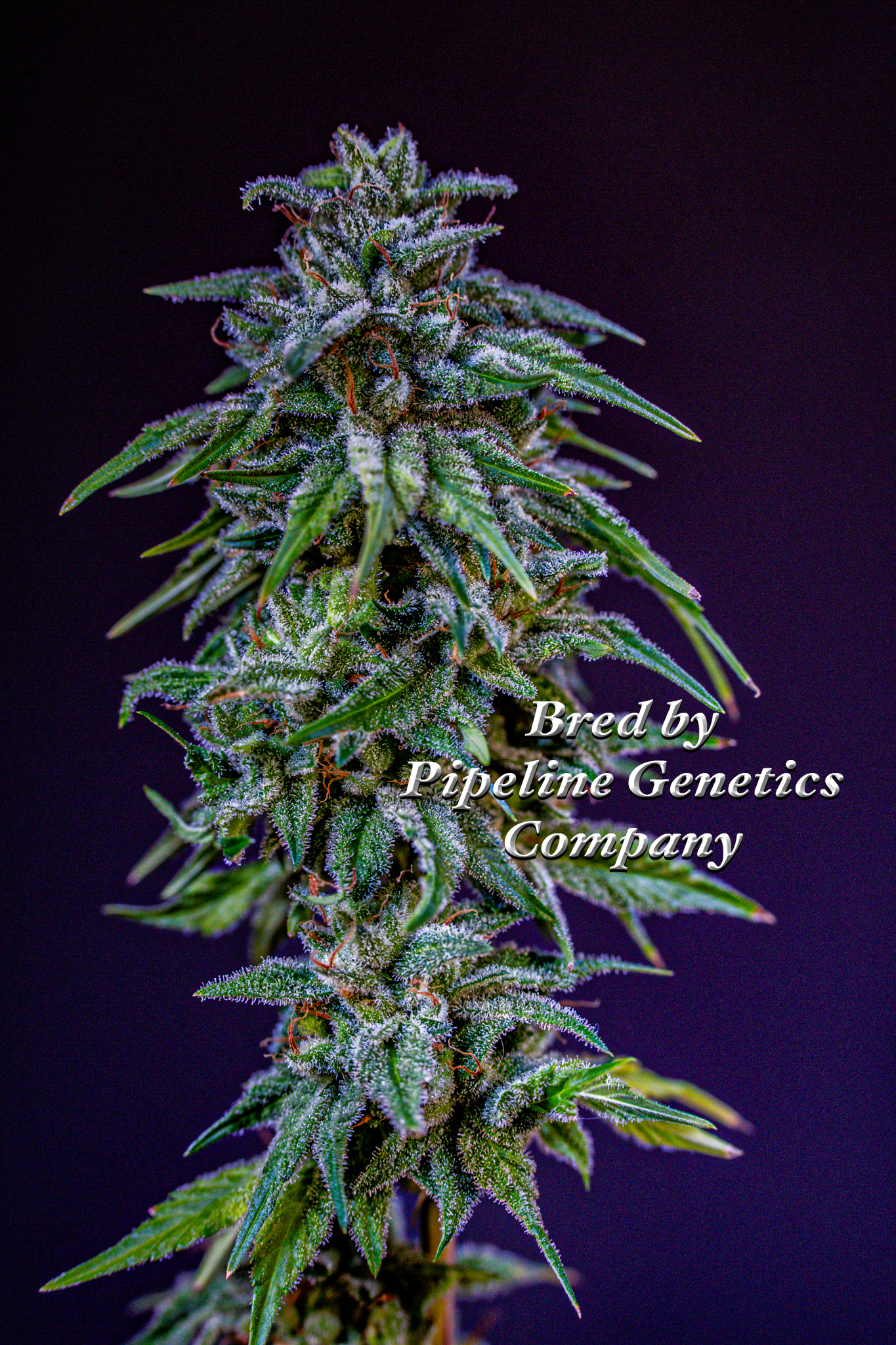 An image of Casper's Ghost OG