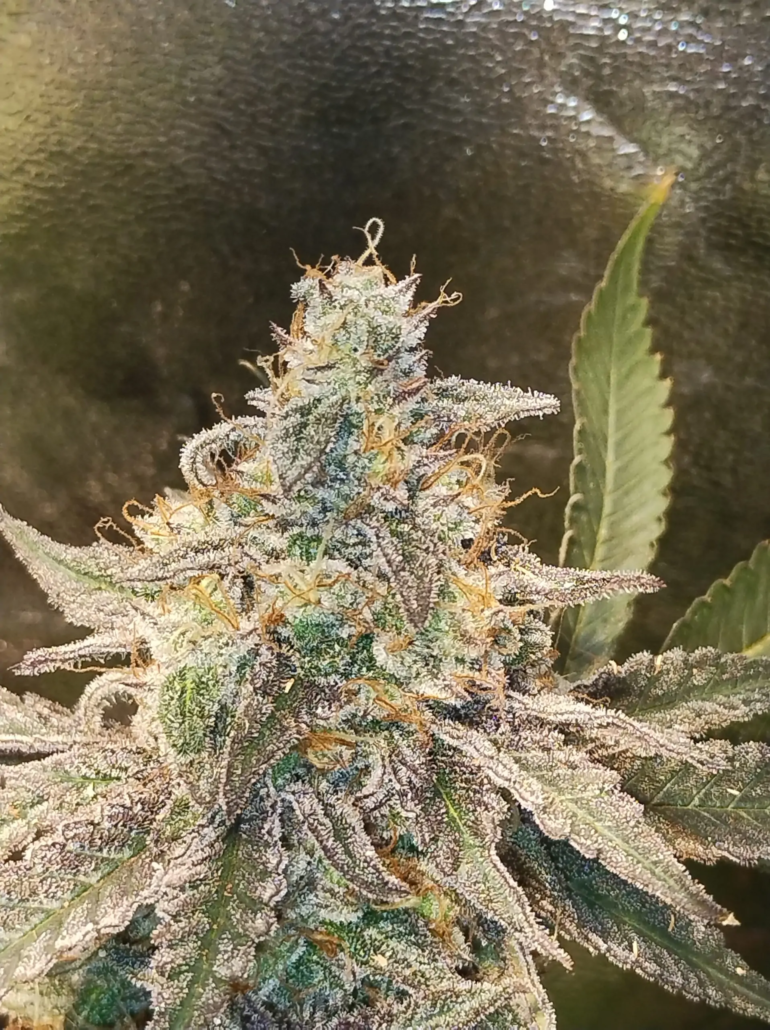 An image of Rainbow Mandarin BX