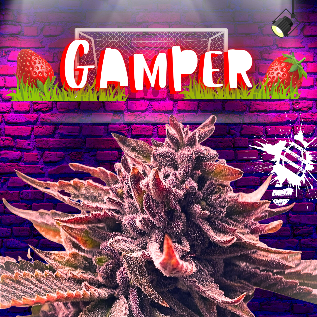An image of Gamper
