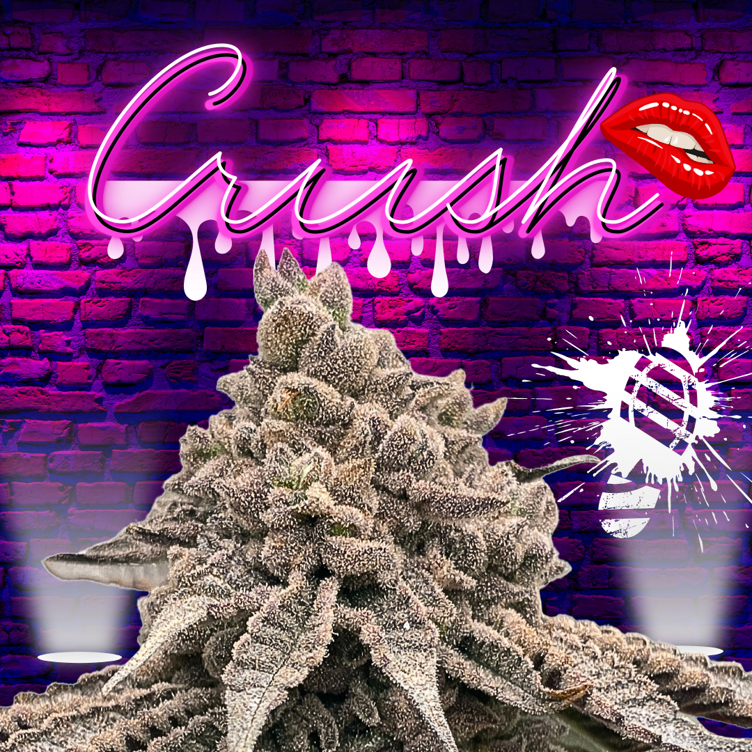 An image of Crush